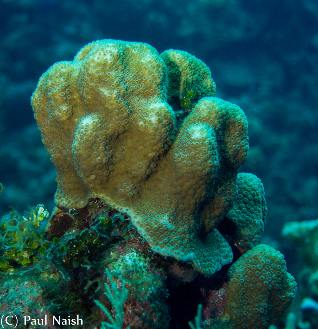 Lobed Star Coral ; Grand Cayman