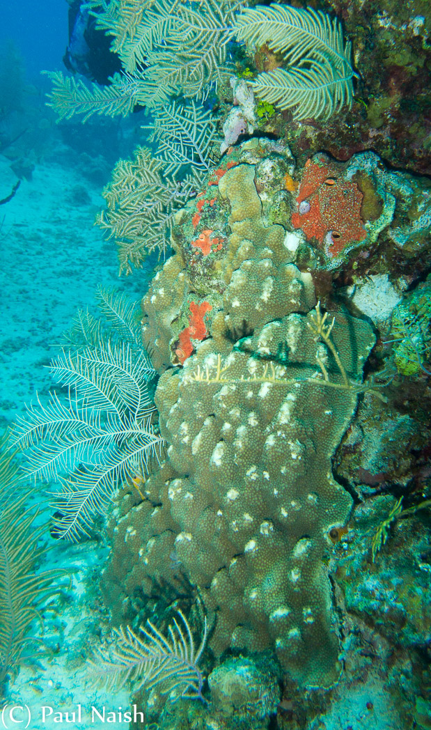 Boulder Star Coral ; Grand Cayman