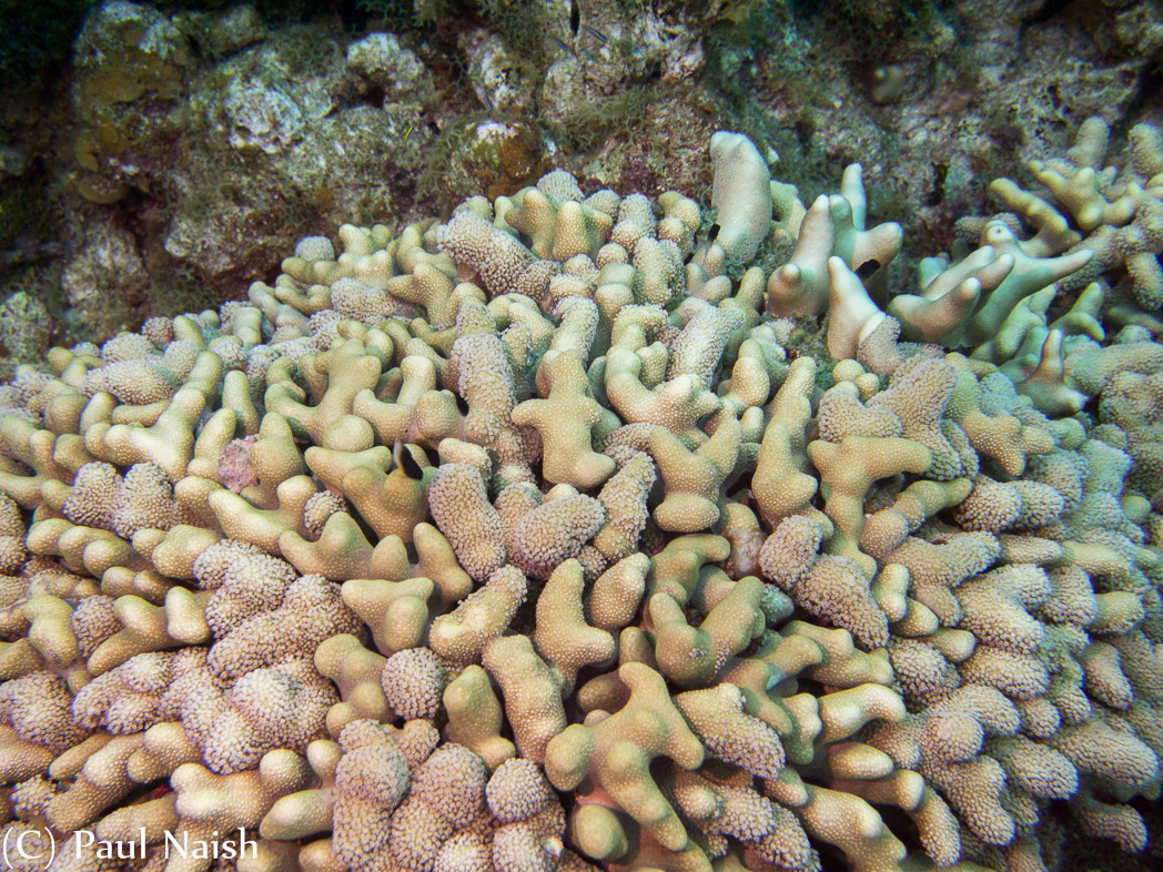 Finger Coral ; Grand Cayman