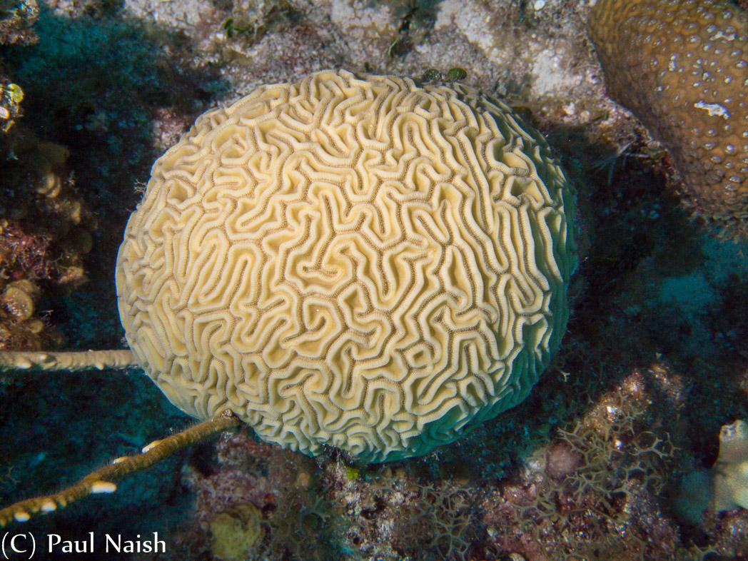 Grooved Brain Coral ; Grand Cayman