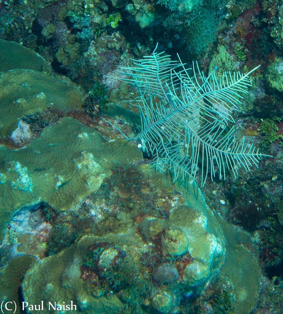 Bipinnate Sea Plume Coral, Blushing Star Coral (Green) ; Grand Cayman
