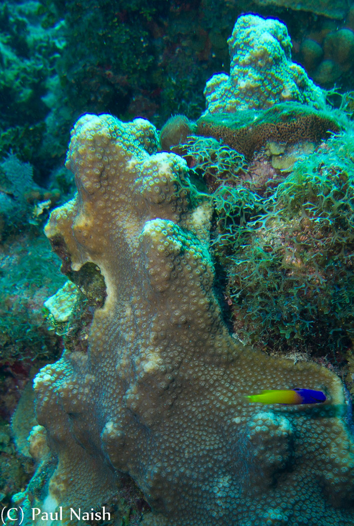Fairy Basslet, Star Coral, Y Branched Algae ; Grand Cayman