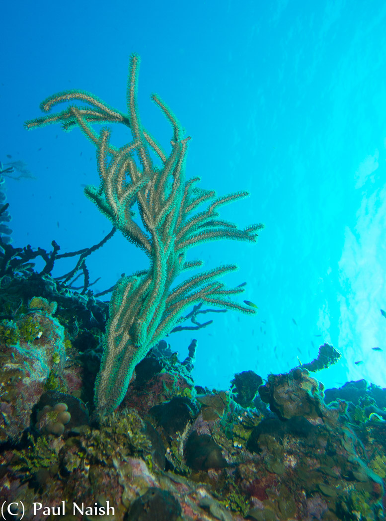 Porous Sea Rod Coral ; Grand Cayman
