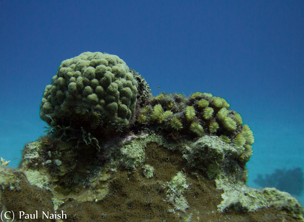 Mustard Hill Coral, Star Coral ; Grand Cayman