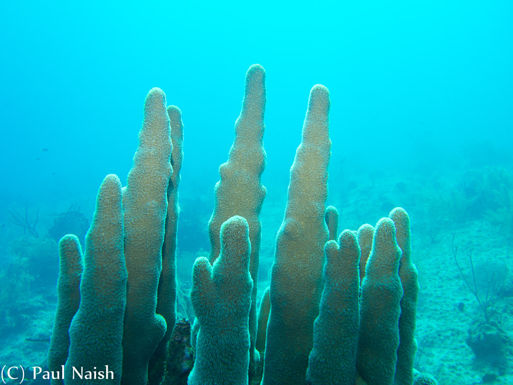 Pillar Coral ; Grand Cayman