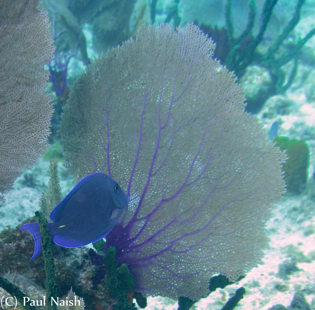 Blue Tang, Common Sea Fan ; Grand Cayman
