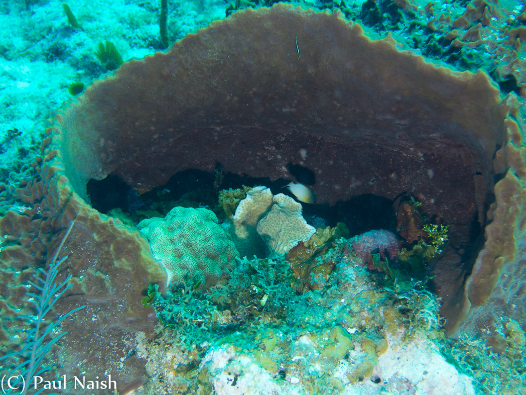 Lessor Starlet Coral, Lettuce Coral inside Barrel Spong, Bicolor Damselfish (middle), Sharnose Body (vertical and upper portion of sponge) ; Grand Cayman