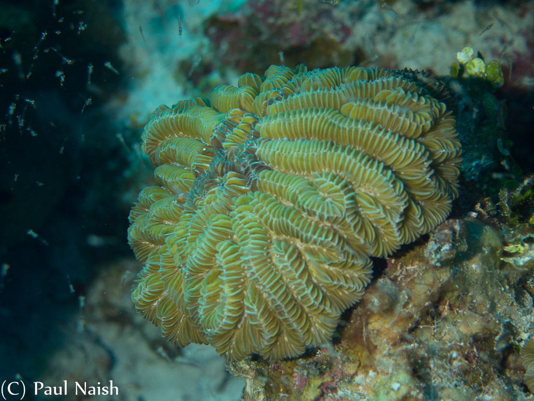 Maze Coral ; Grand Cayman