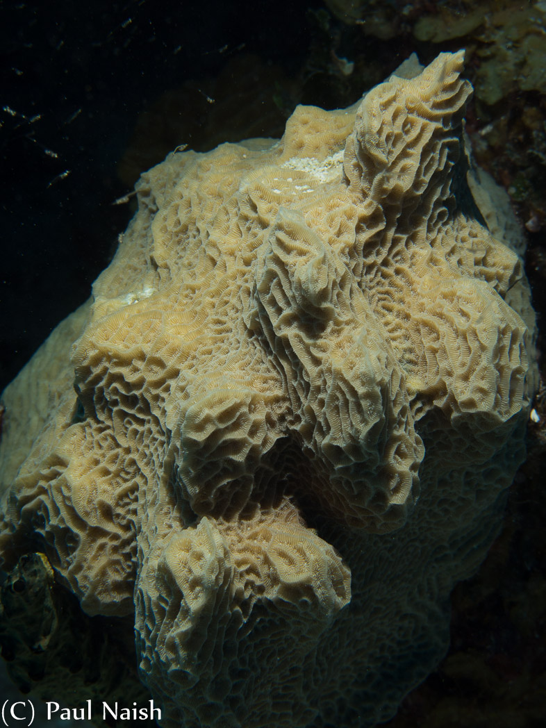 Knobby Brain Coral ; Grand Cayman
