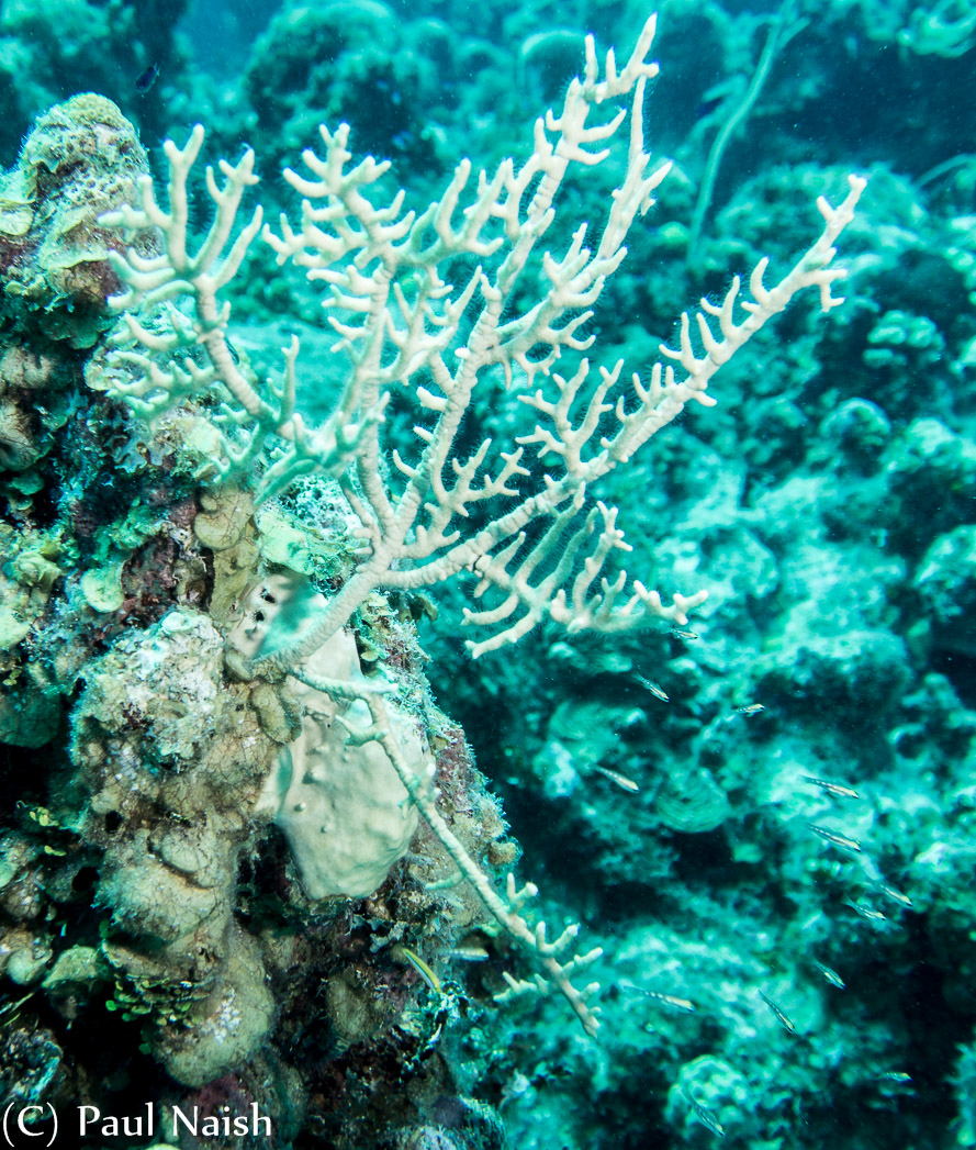 Branching Fire Coral ; Grand Cayman