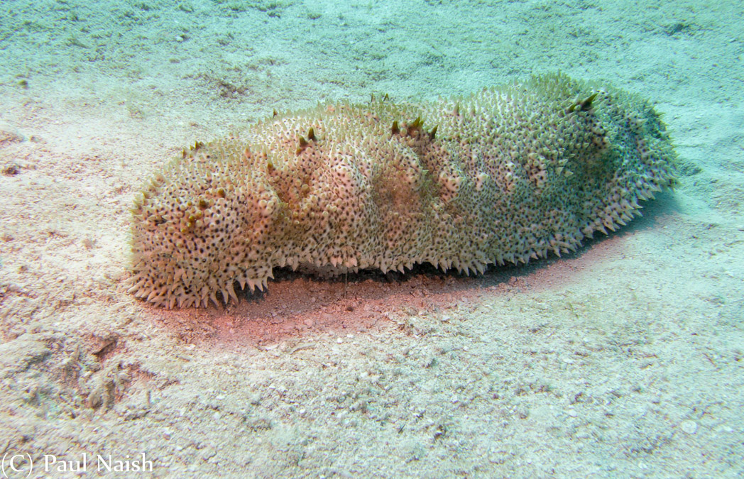 Furry Sea Cucumber; Grand Cayman