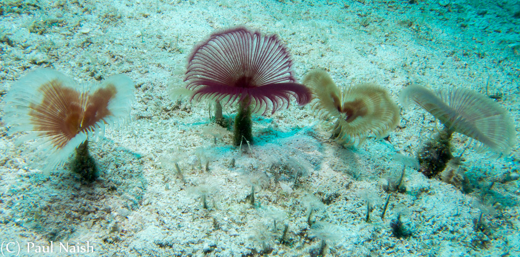 Variegated Feather Duster; Grand Cayman