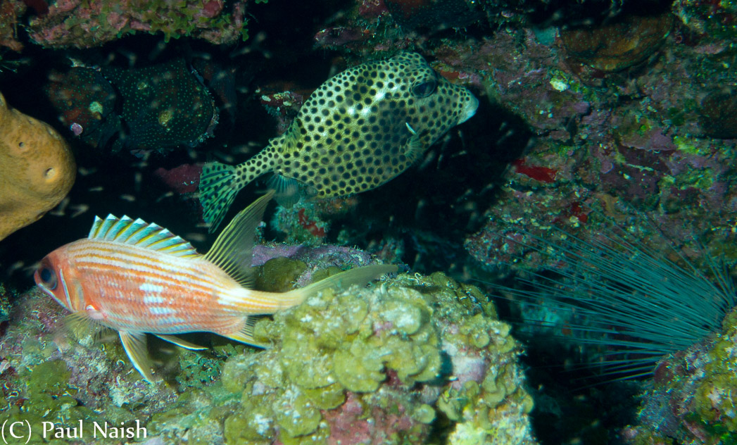 Spotted Trunkfish (Juvenile, Longspine Squirrelfish; Grand Cayman
