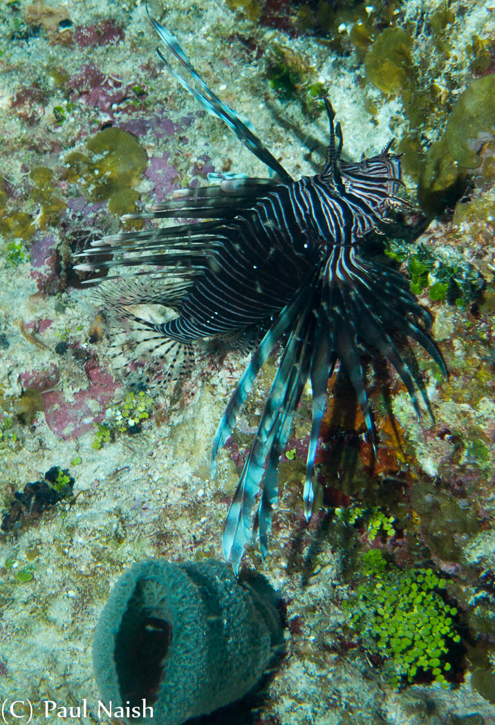 Lionfish; Grand Cayman