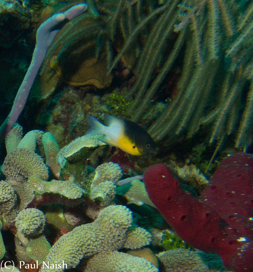 Finger Coral, Vase Sponge, Bicolor Damselfish; Grand Cayman