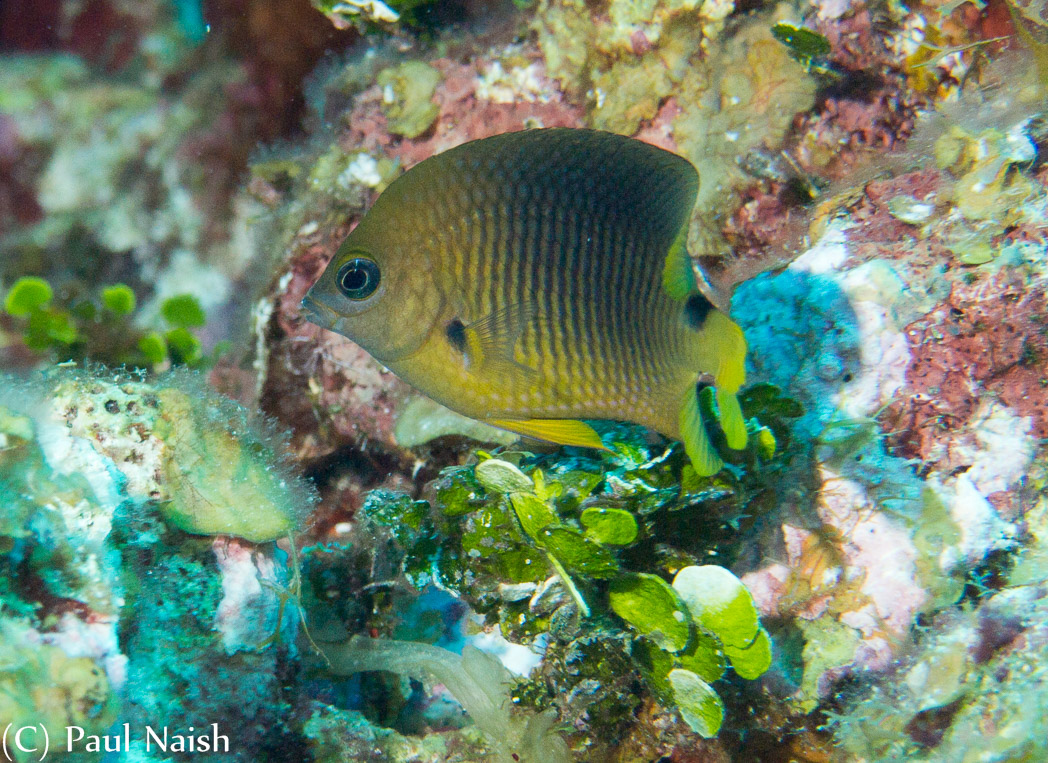 Threespot Damselfish; Grand Cayman