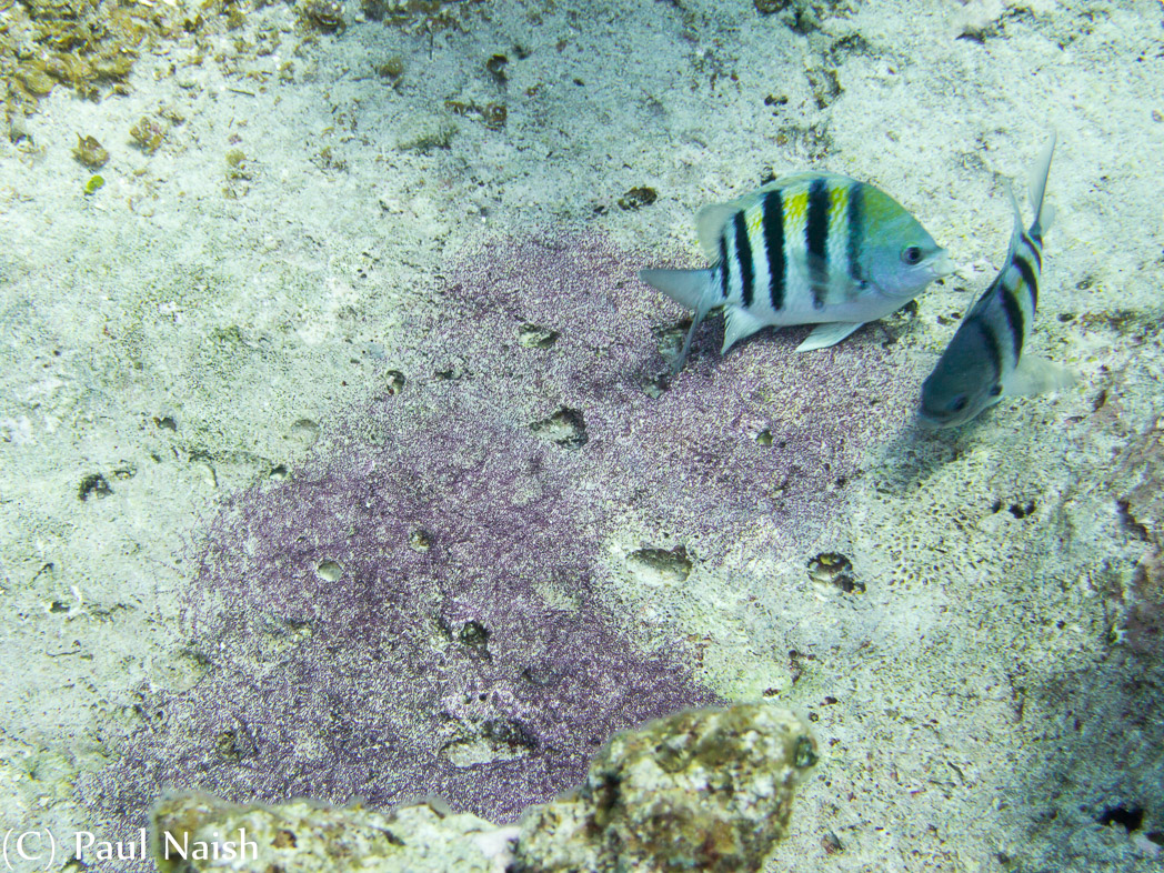 Sergeant Major on egg patch; Grand Cayman