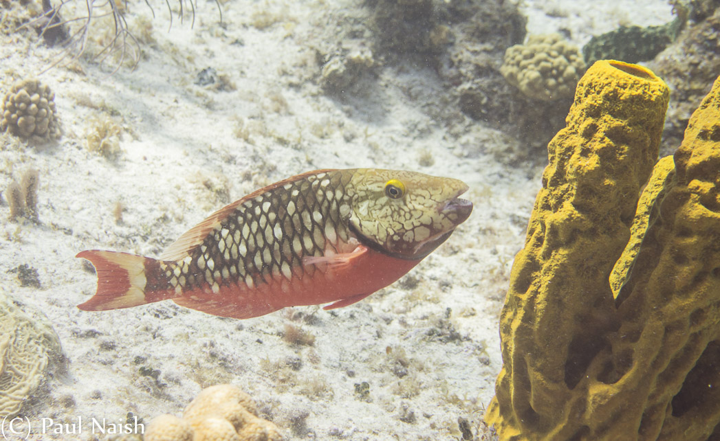 Spotlight Parrotfish (Initial phase); Grand Cayman