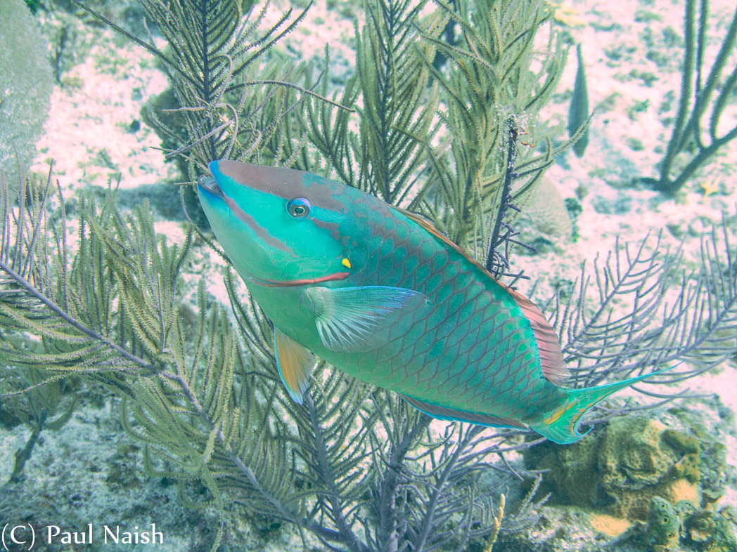 Stoplight Parrotfish (terminal phase); Grand Cayman