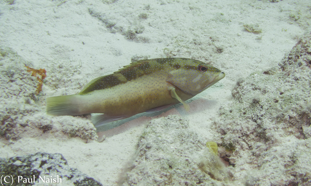 Coney Fish; Grand Cayman