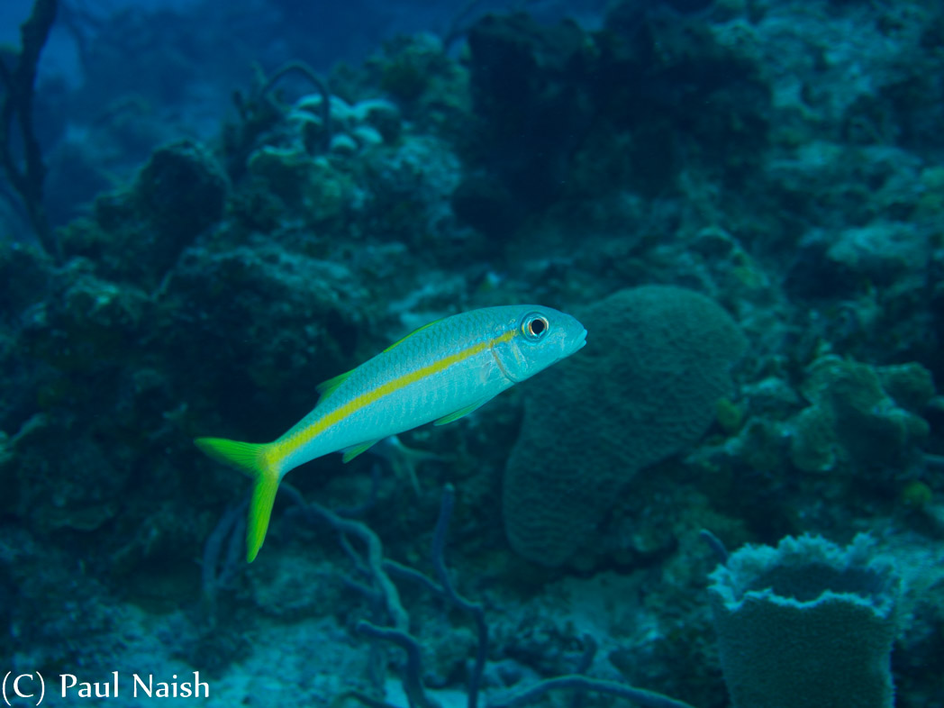 Yellow Goatfish; Grand Cayman