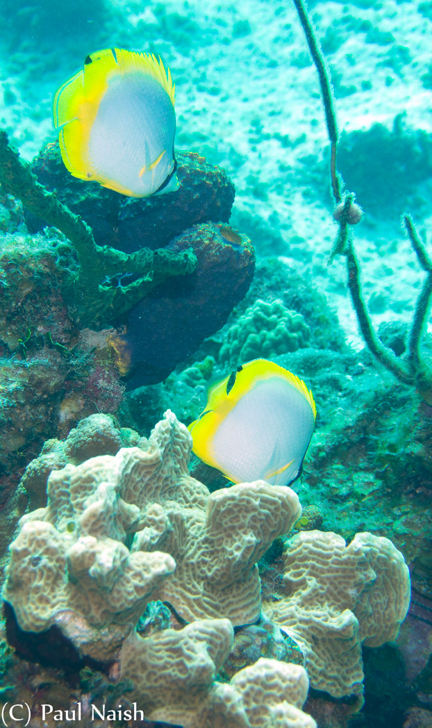 Spotfin Butterfish; Grand Cayman