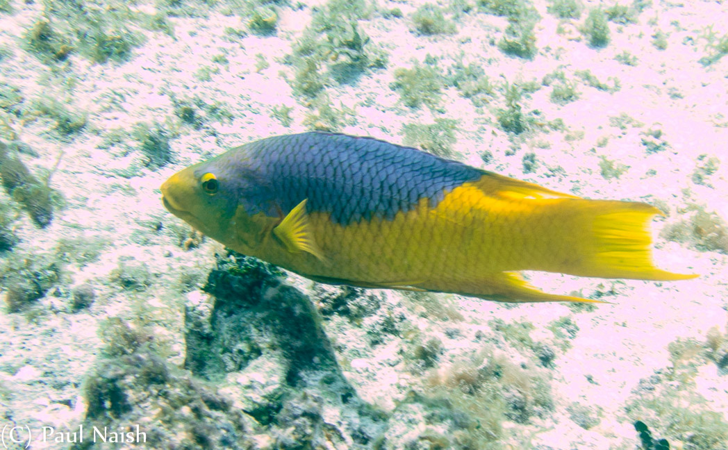 Spanish Hogfish; Grand Cayman