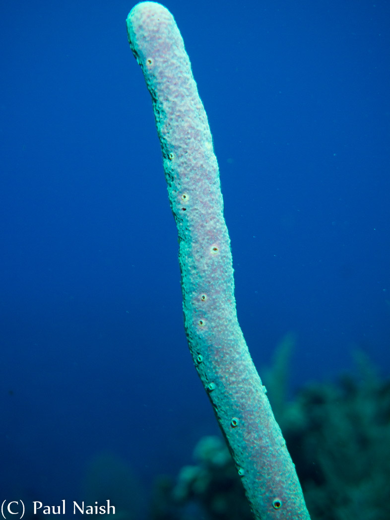 Rope Sponge; Grand Cayman