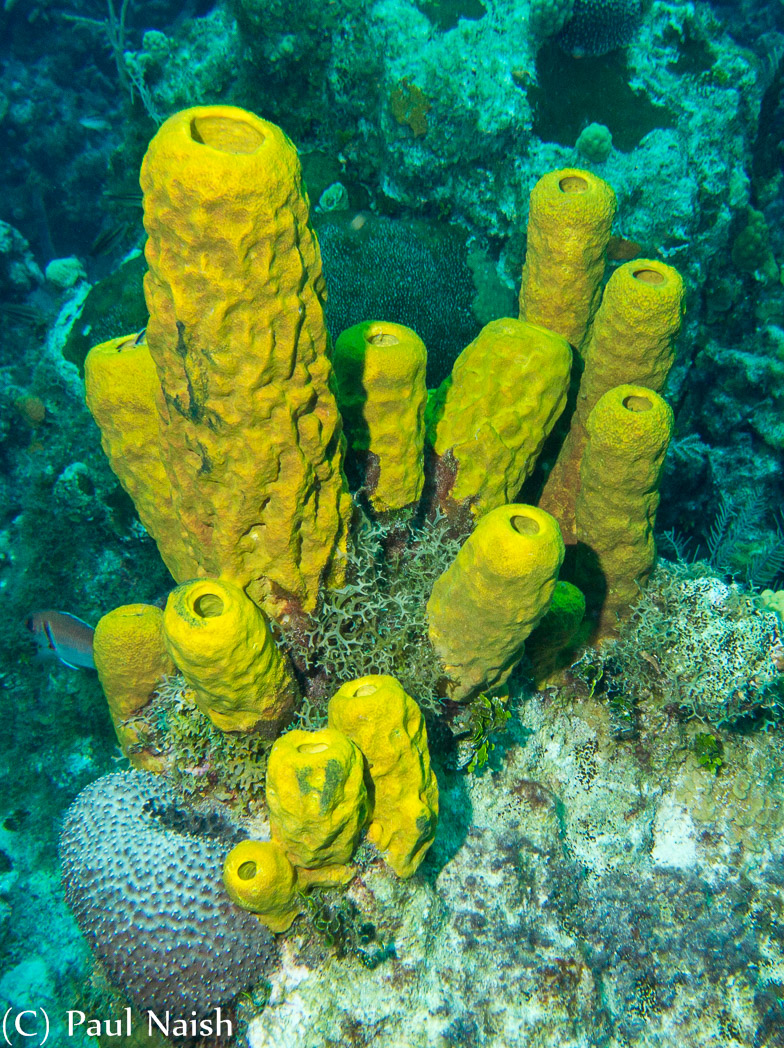 Yellow Tube Sponge; Grand Cayman