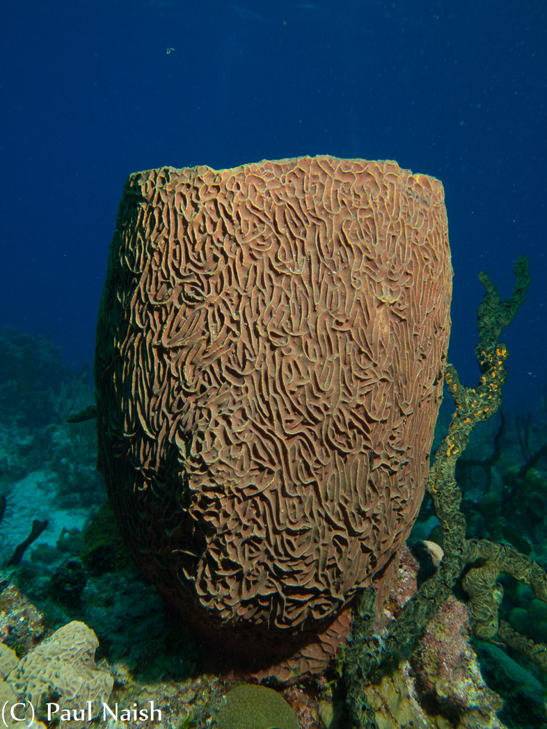 Netted Barrel Sponge; Grand Cayman