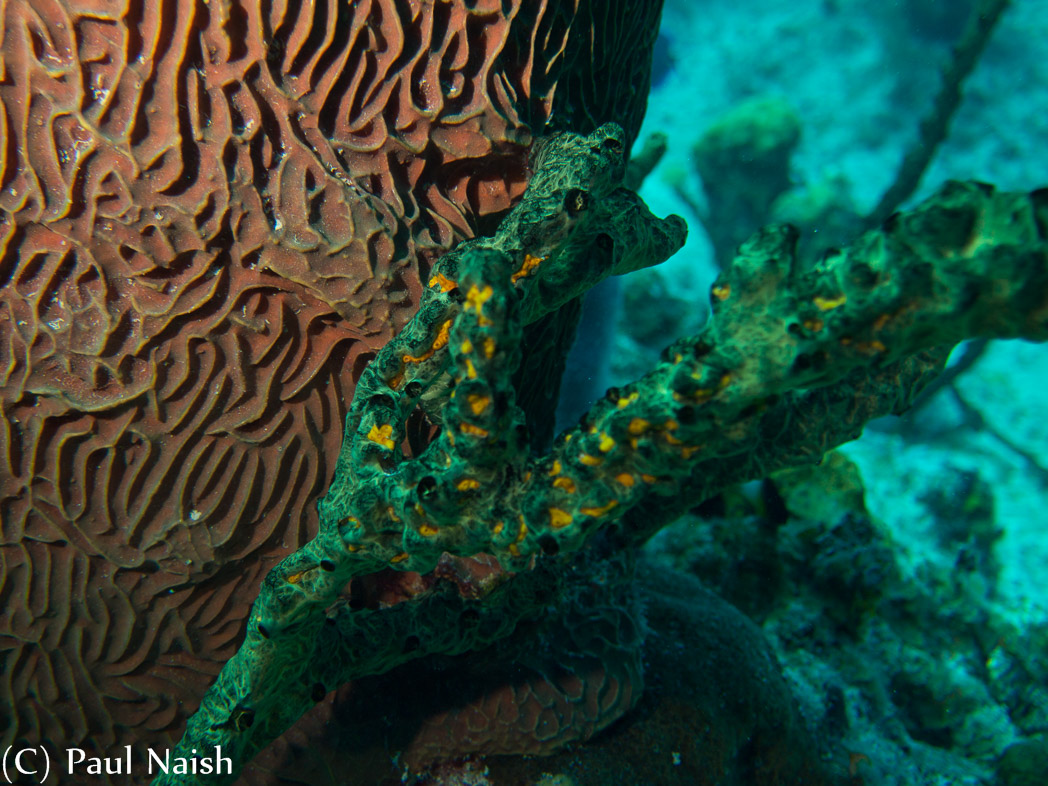 Netted Barrell Sponge, Finger Sponge with Golden Zoanthid (yellow patches); Grand Cayman