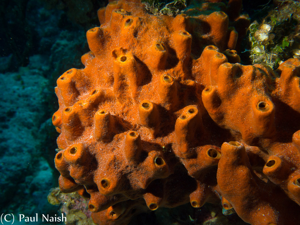 Brown Encrusting Octopus Sponge; Grand Cayman
