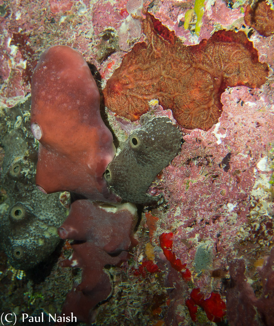 Red/Brown Algae, Dark Volcano Sponge, Red Sieve Encrusting Sponge (lower bright red), Peach Encrusting Sponge, Unidentified reddish sponge; Grand Cayman