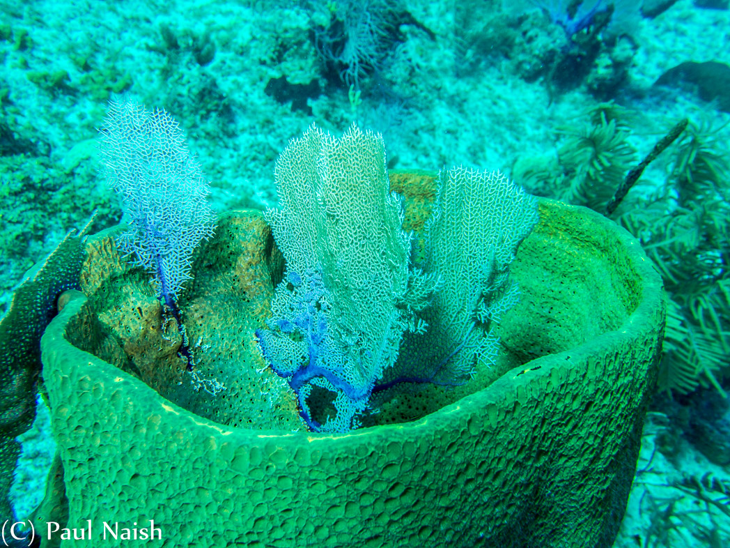 Netted Barrel Sponge, Common Sea Fan; Grand Cayman