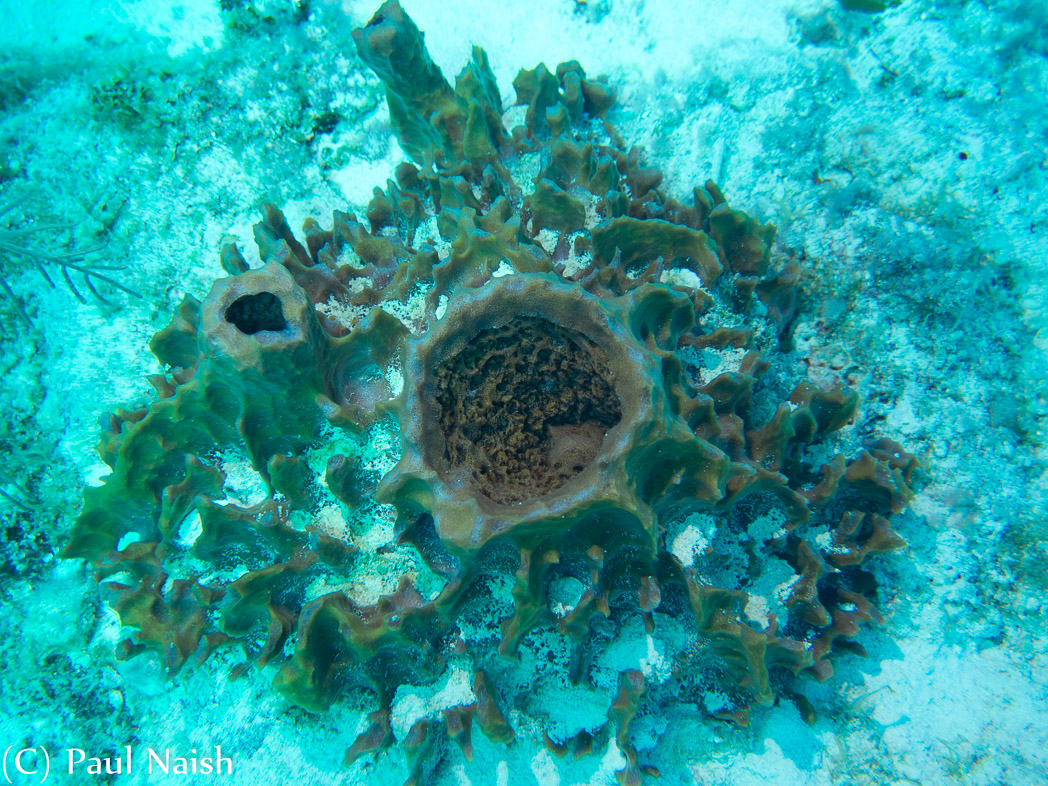 (young) Giant Barrel Sponge (?); Grand Cayman