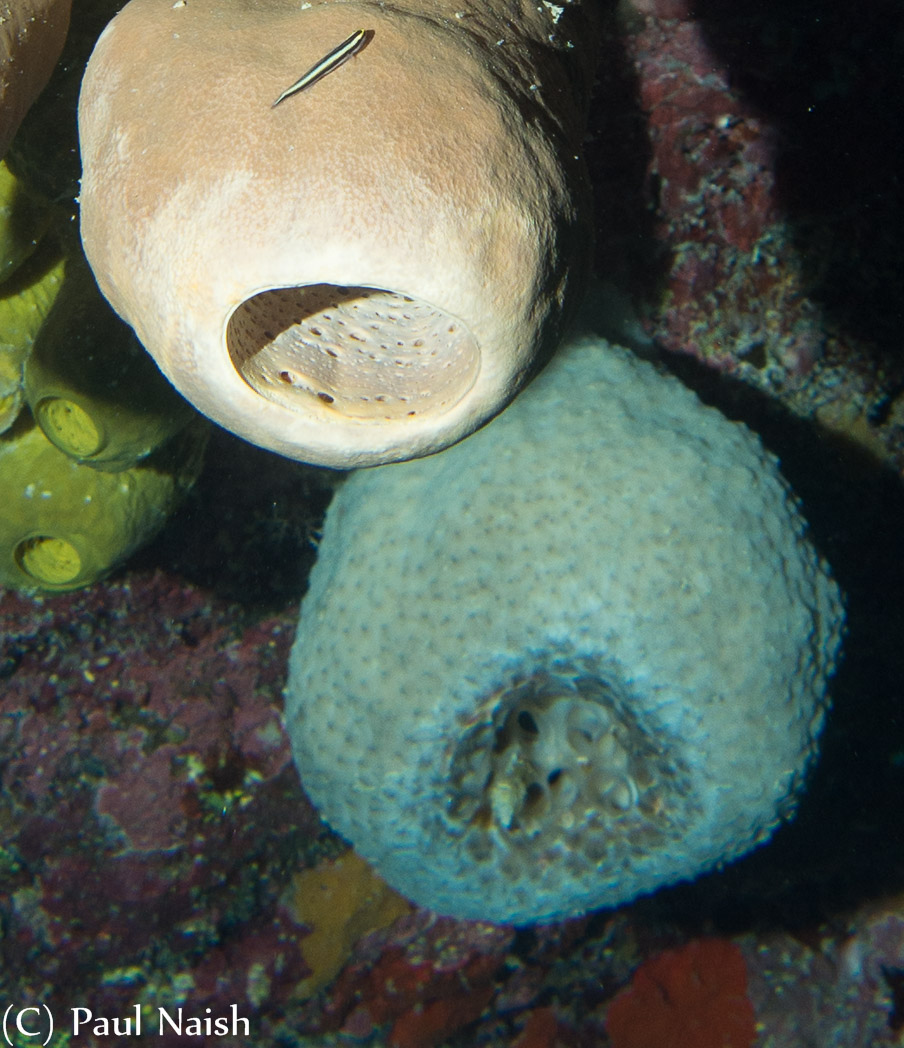 Brown Tube Sponge,  (Blue) Chimney Sponge; Grand Cayman
