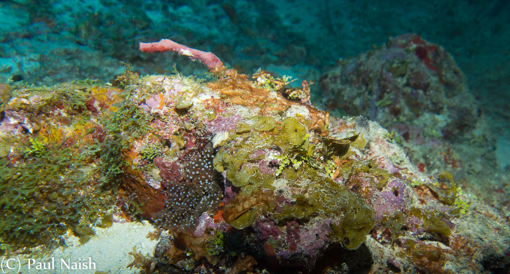 Hidden Anemone (Brown with white dors), Y-Branch Algae, Purple Encrusting Sponge, Alga (Green), Lettuce Leaf Agla; Grand Cayman