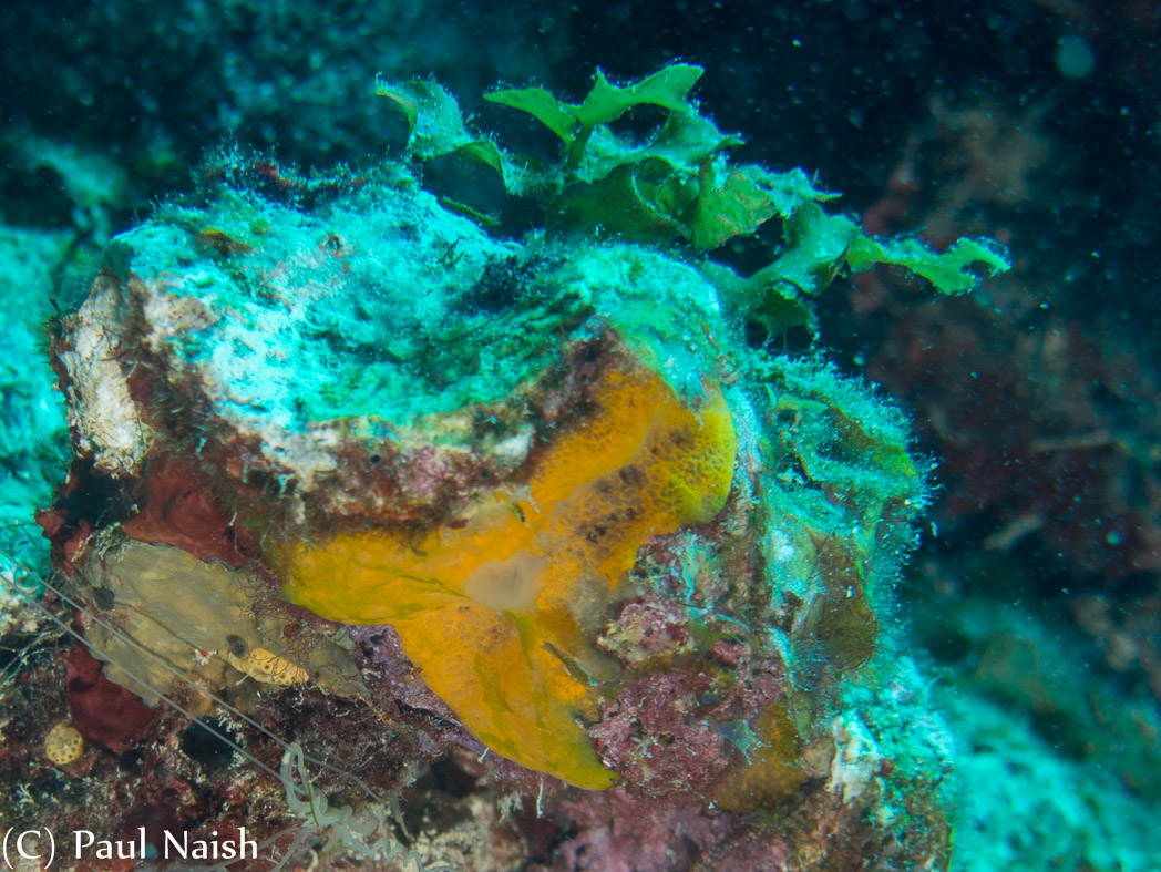 (Orange) Variable Boring Sponge, No idea what the turquoise is; Grand Cayman