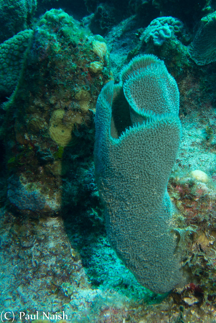 Pink Vase Sponge; Grand Cayman